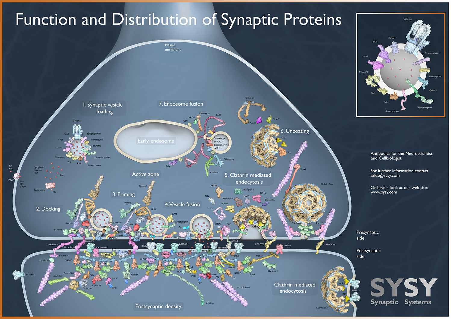 ​A poster image of the function and distribution of several synaptic proteins. 