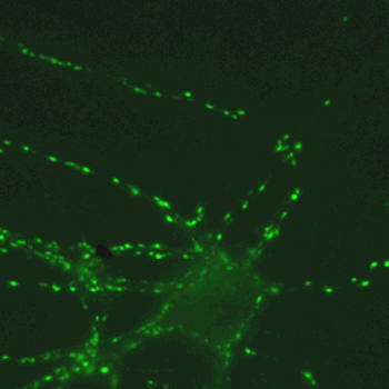 Immunostaining of a hippocampus neuron<br> antibody dilution: 1 : 200