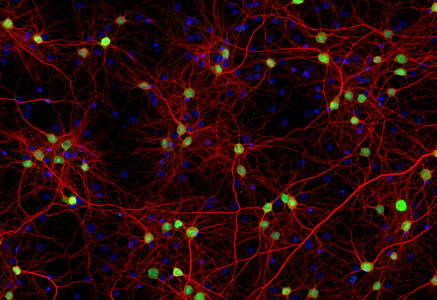 né.né様 Nissan / Infiniti Nissan OEM Cigarette Element Lighter
