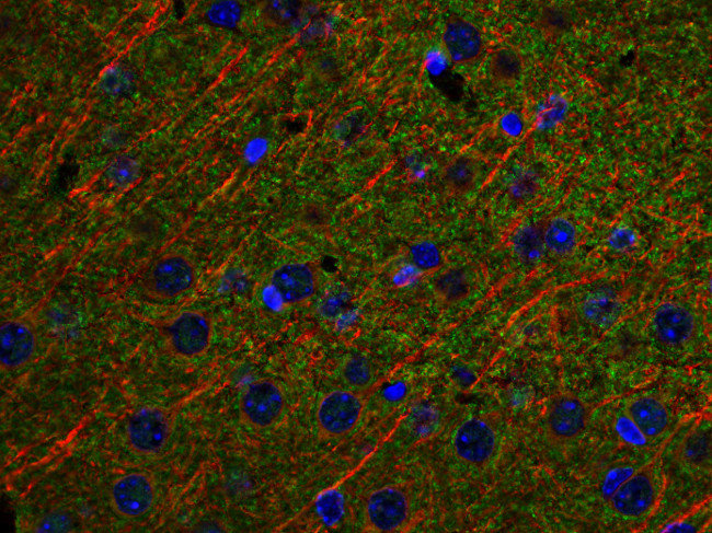Synaptic Systems - alpha/beta Synuclein
