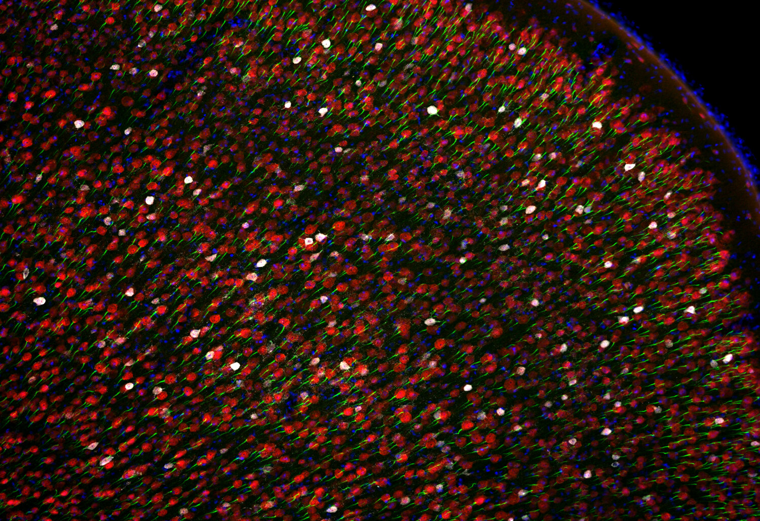 Synaptic Systems - NeuN