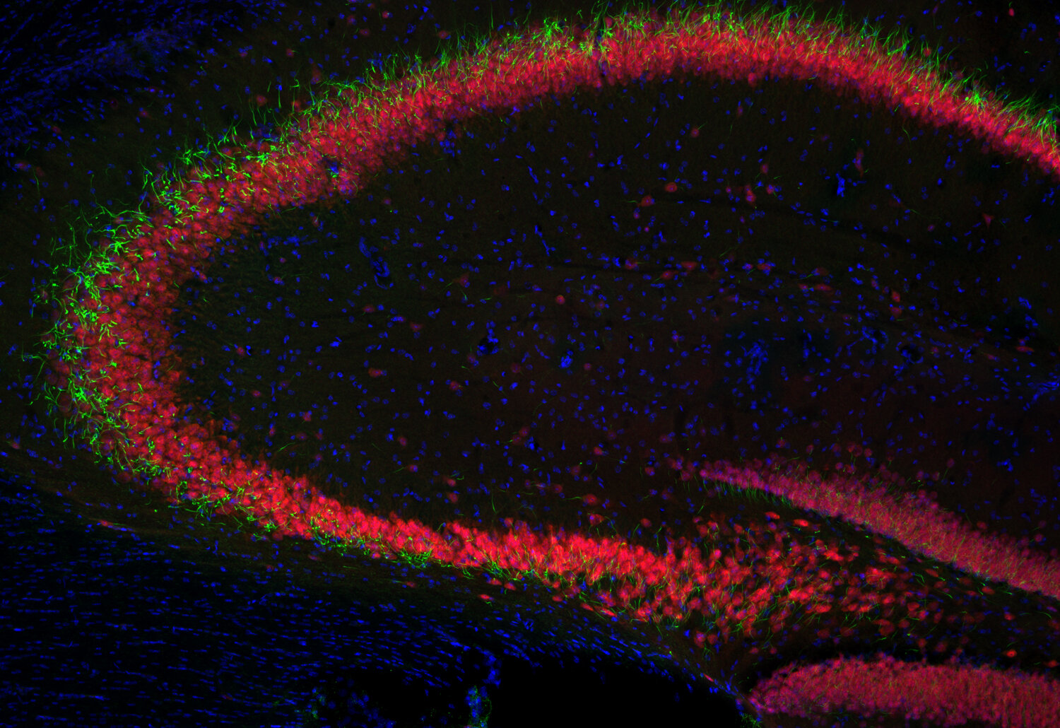 Synaptic Systems - NeuN