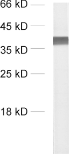 antibody dilution: 1 : 1000<br> sample: crude synaptosomal fraction of rat brain (P2)