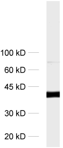 antibody dilution: 1 : 1000<br> sample: rat brain homogenate