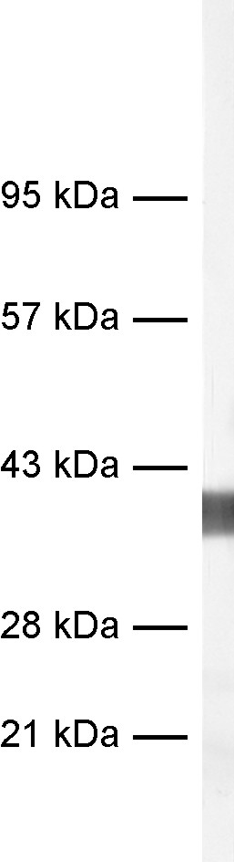 antibody dilution: 1&nbsp;:&nbsp;1000;<br>sample: mouse brain homogenate;<br>AP staining​