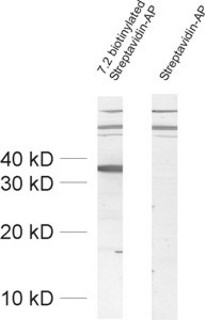 <br><br><br><br><br><br> antibody dilution: 1 : 10000<br> sample: crude synaptosomal fraction of rat brain (P2)<br> detection with avidin-AP (1 : 2000)