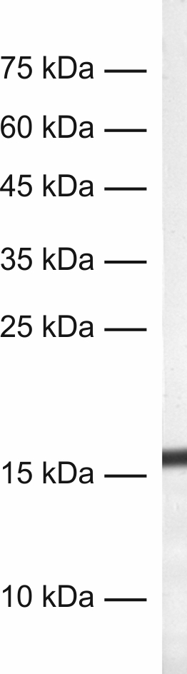 antibody dilution: 1&nbsp;:&nbsp;500<br>sample: mouse spleen homogenate;<br>AP staining​