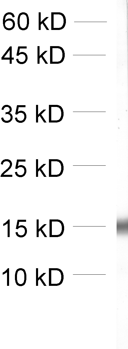 antibody dilution: 1&nbsp;:&nbsp;500;<br>sample: mouse spleen​<br>Detection: AP-staining