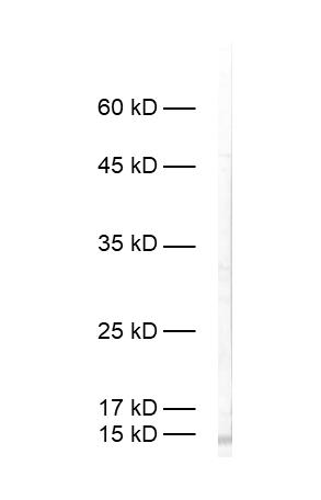 Dilution: 1&nbsp;:&nbsp;500<br> Sample: mouse spleen<br> Observed MW: ~15 kDa<br> Detection: AP-Staining