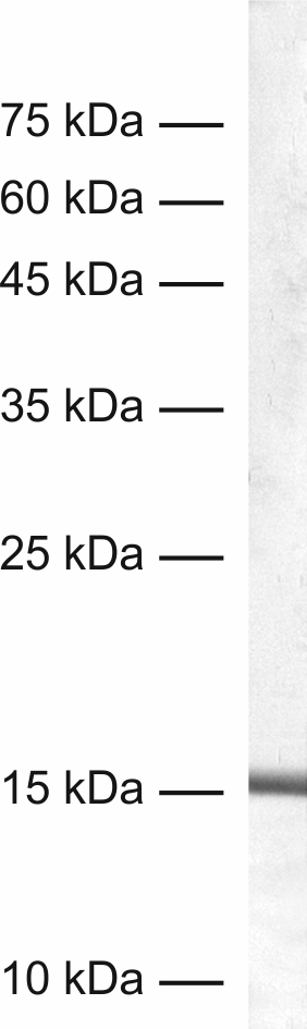 sample: mouse spleen<br>dilution: 1&nbsp;:&nbsp;1000<br>detection: AP-staining